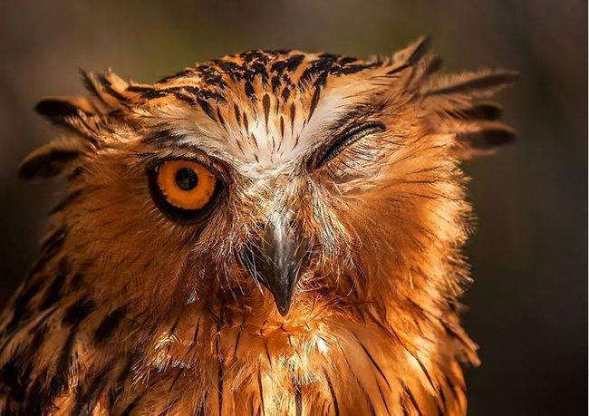 27 фото, доказывающих что совы - самые великолепные птицы из существующих