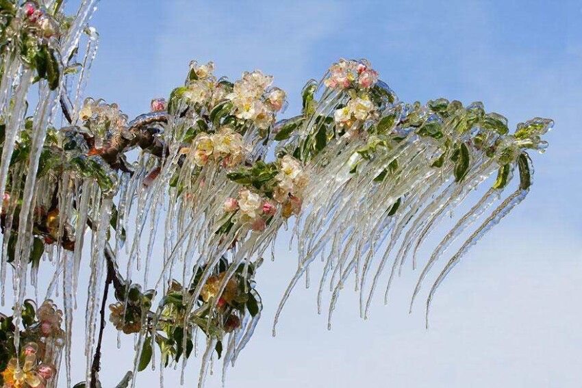 20 фото творений холода, выглядящие как произведения искусства - Сосульки на цветущей яблоне