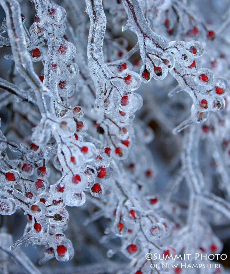 20 фото творений холода, выглядящие как произведения искусства - Замороженные ягоды