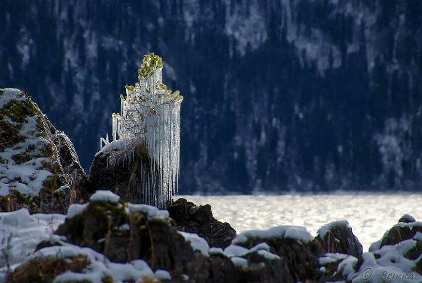 20 фото творений холода, выглядящие как произведения искусства - Живое дерево в сосульках
