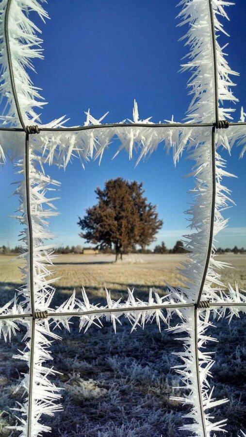 20 фото творений холода, выглядящие как произведения искусства - Иней на изгороди