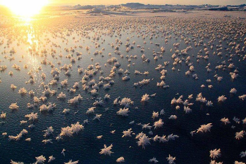 20 фото творений холода, выглядящие как произведения искусства - Ледяные цветы в Северном Ледовитом океане