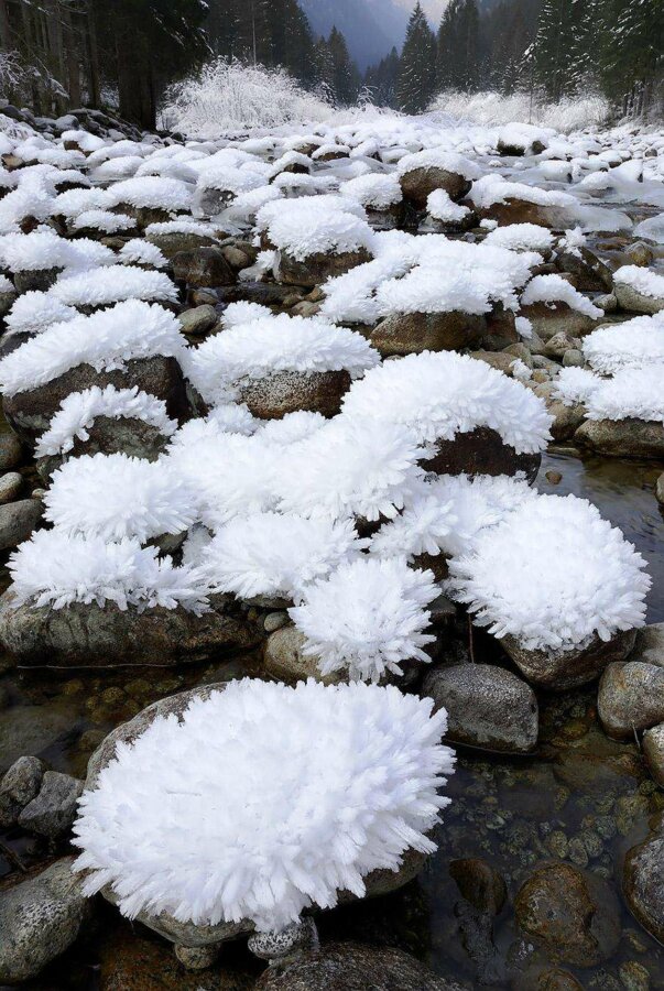 20 фото творений холода, выглядящие как произведения искусства - Ледяные цветы