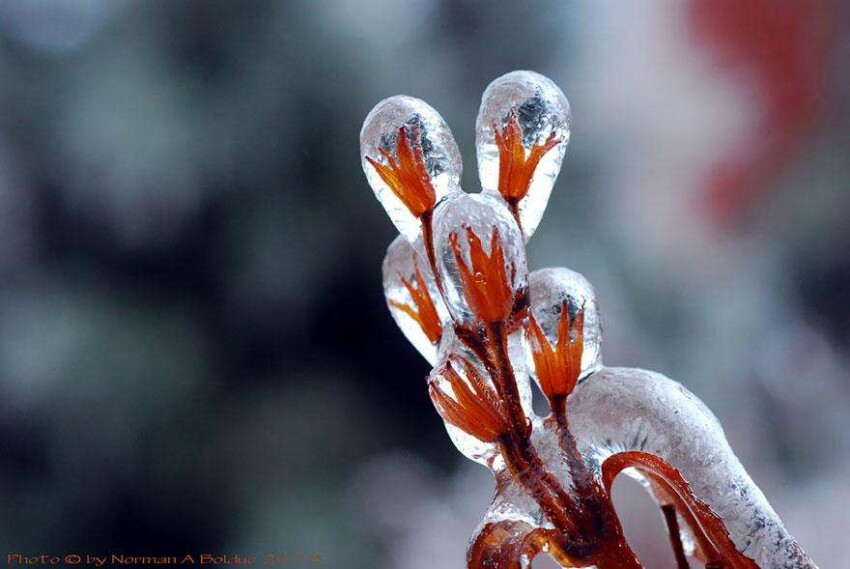 20 фото творений холода, выглядящие как произведения искусства - Цветок после ледяного дождя