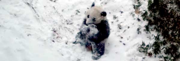 Панда видит снег первый раз в жизни Panda Bao Bao first snow