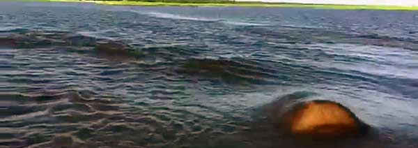 Видео Бегемот плывет под водой