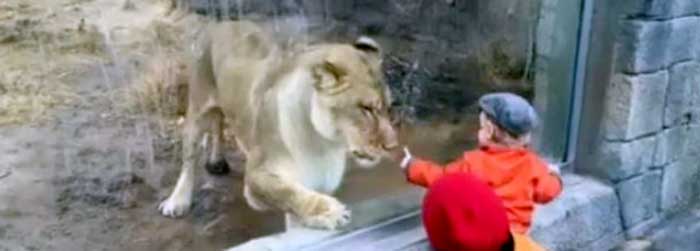Львица играет с ребенком