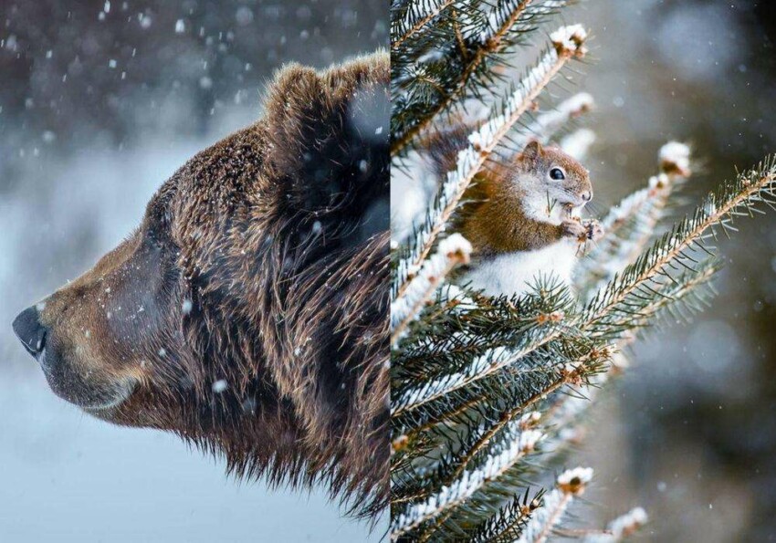 фотографии зверей в снегу | animals snow