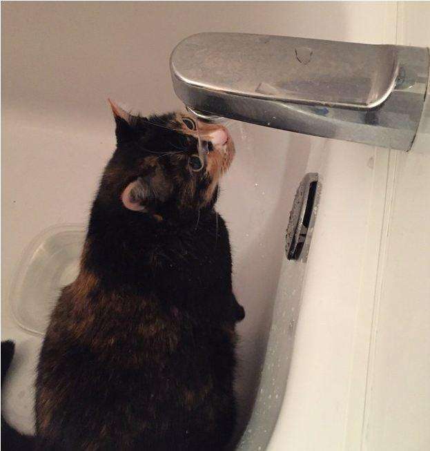 1-cat-water миф о нелюбви кошек к воде