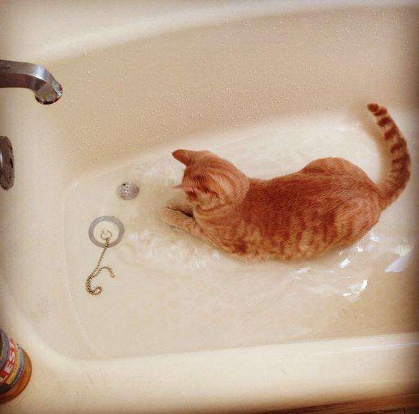4-cat-water