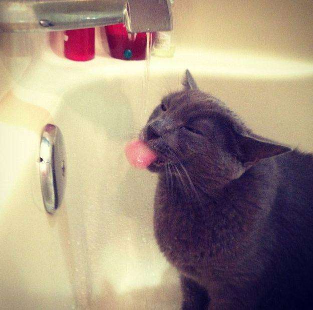 6-cat-water