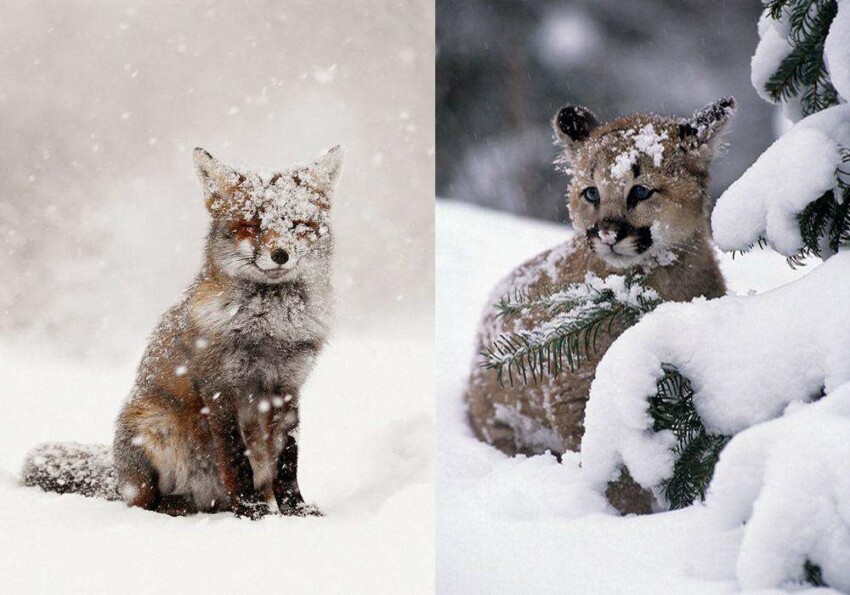фото зверей в снегу животные зима снег | animals snow