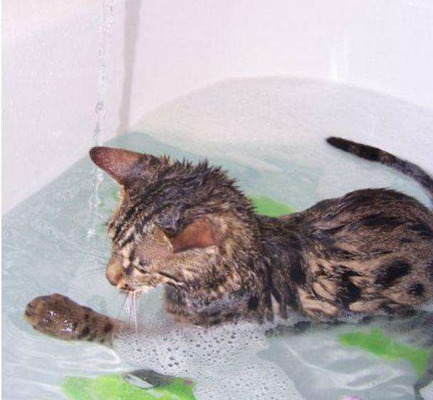 9-cat-water