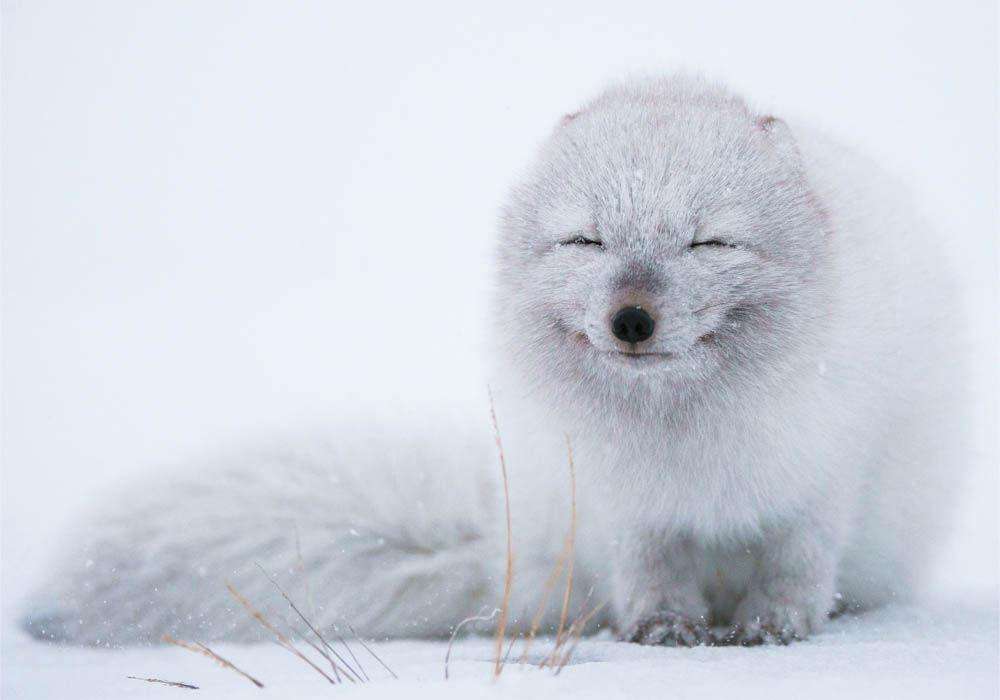 фото зверей в снегу животные зима снег | animals snow