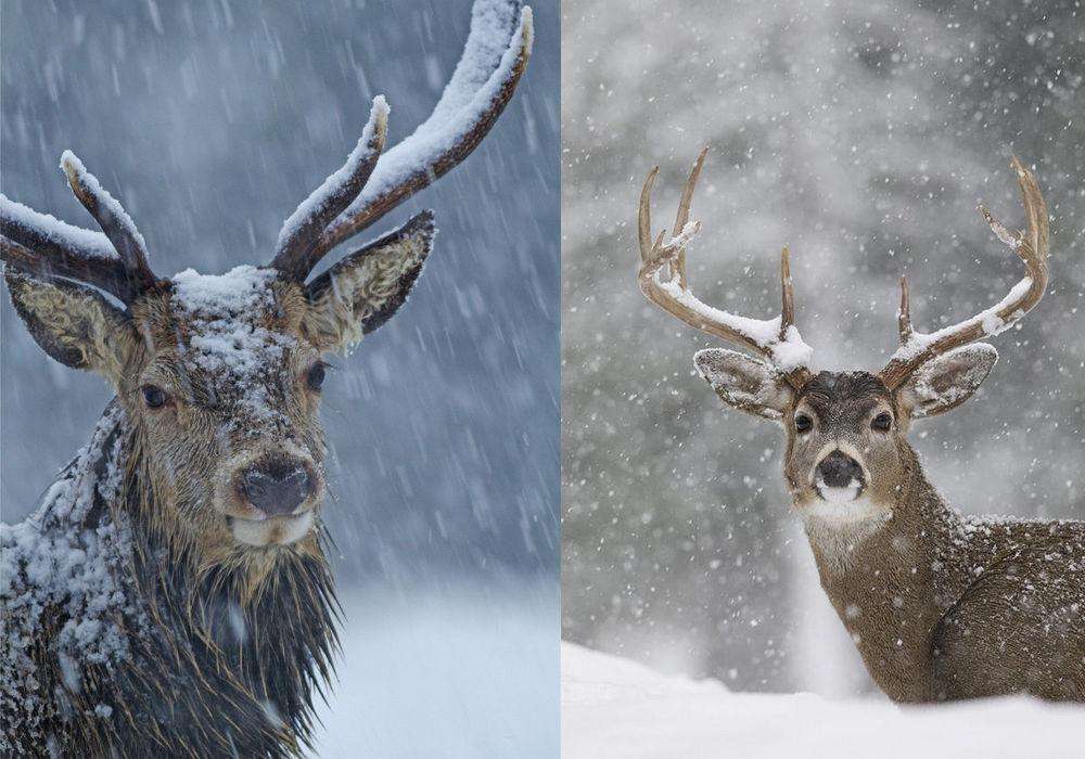 фото зверей в снегу животные зима снег