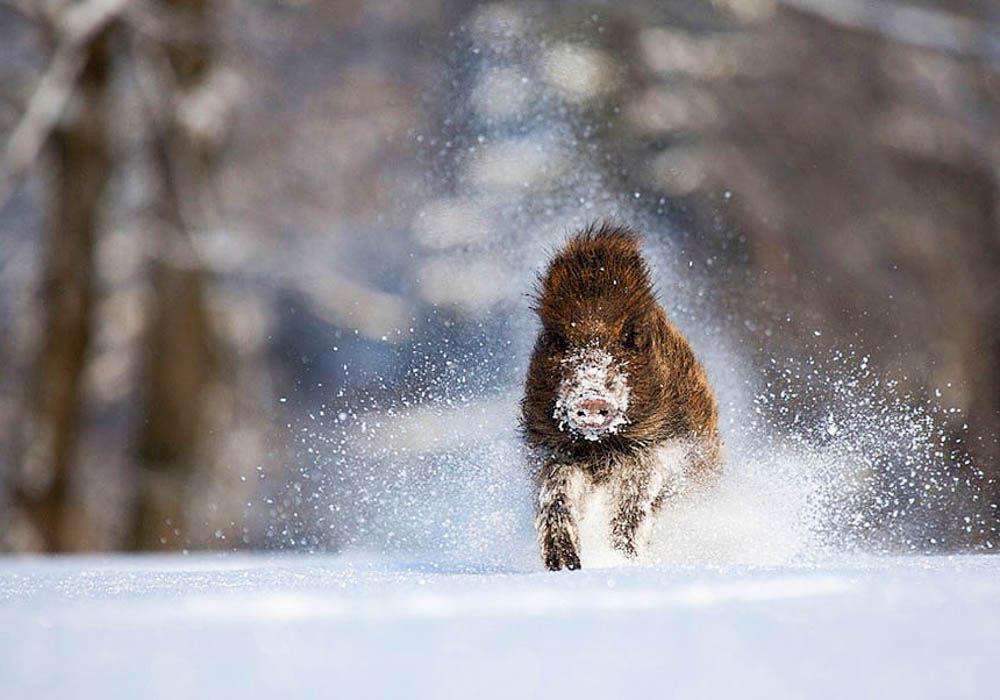 фото зверей в снегу животные зима снег