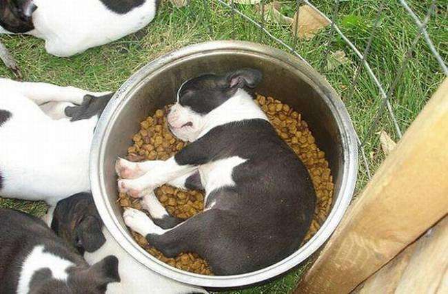 18 щенков, нашедших самые неожиданные места для того чтобы заснуть