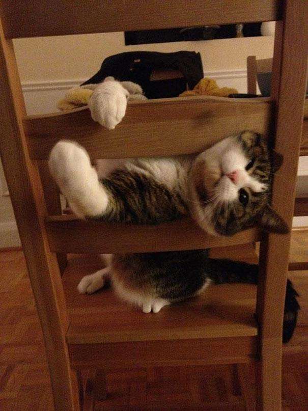 funny-cats-dogs-stuck-furniture-10