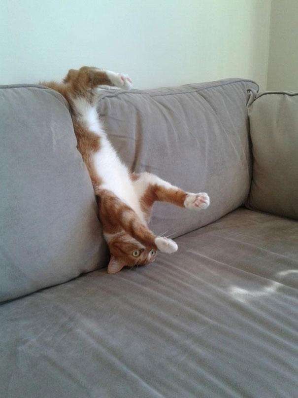funny-cats-dogs-stuck-furniture-15