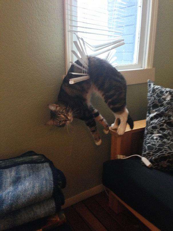 funny-cats-dogs-stuck-furniture-16
