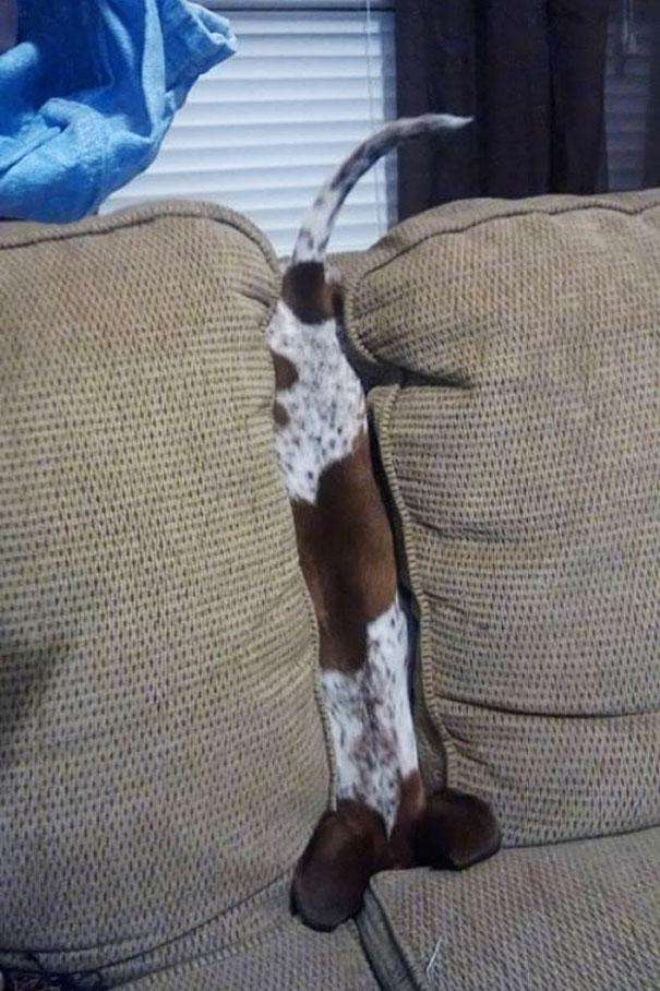 funny-cats-dogs-stuck-furniture-17