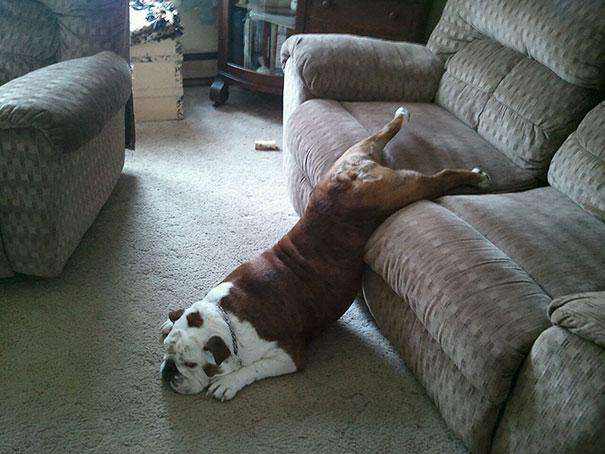funny-cats-dogs-stuck-furniture-18