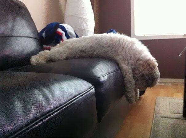 funny-cats-dogs-stuck-furniture-35