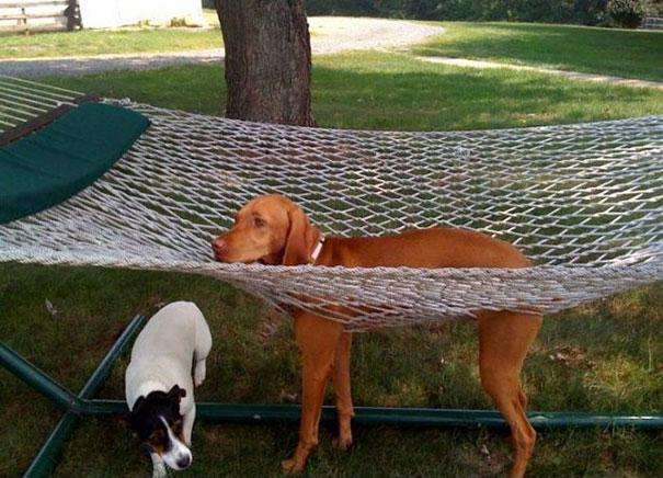 funny-cats-dogs-stuck-furniture-8