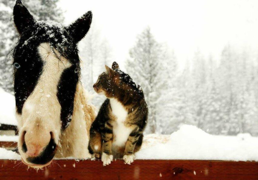 фото животных, испытывающих разные чувства по поводу зимы 2