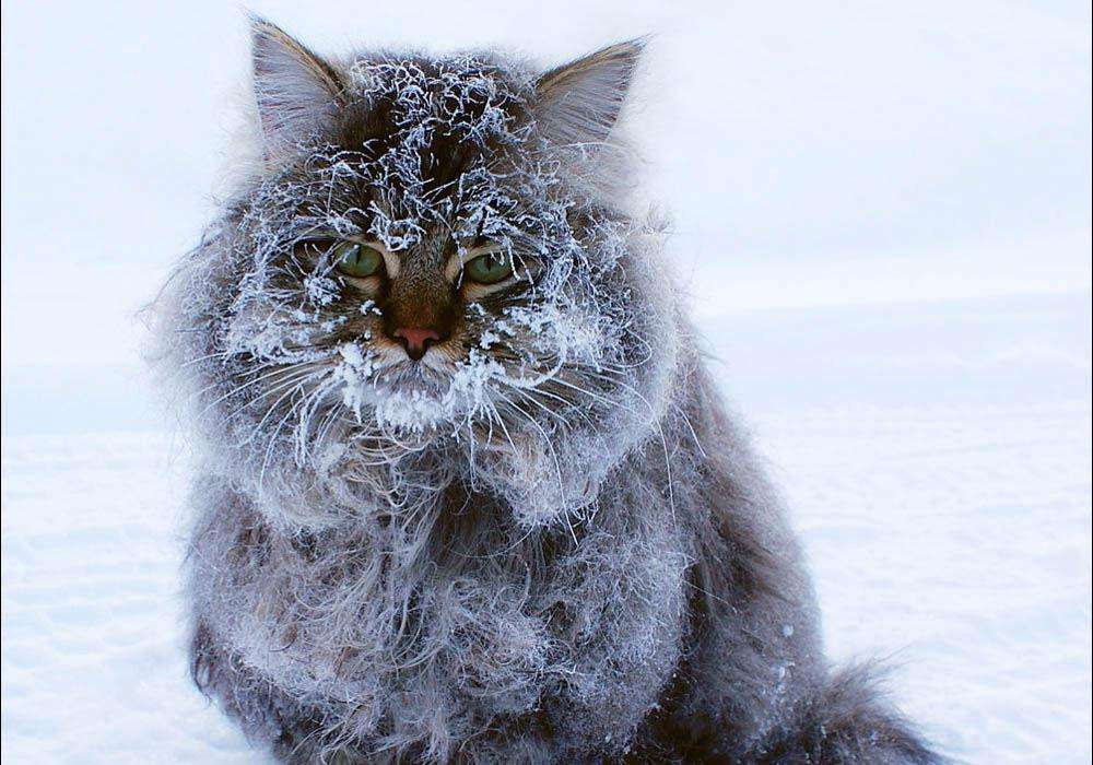 11 животных, испытывающих смешанные чувства по поводу зимы