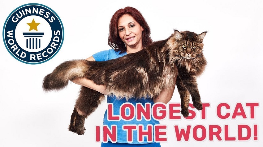 5 самых больших котов в мире