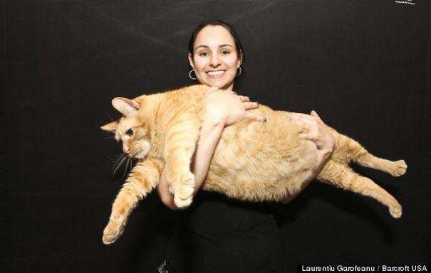 One Of The World's Fattest Cats Passes Away