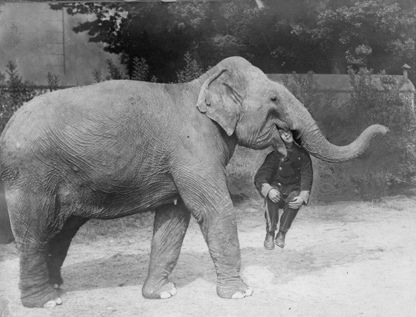 Цирковой слон с мужчиной во рту