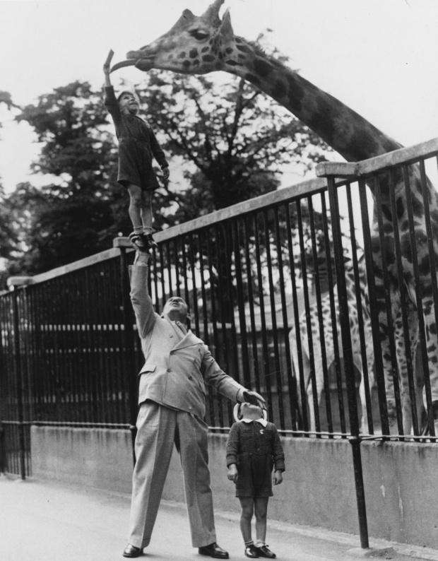 Пол Ремос и его сыновья кормят жирафа в лондонском зоопарке в 1950 году.