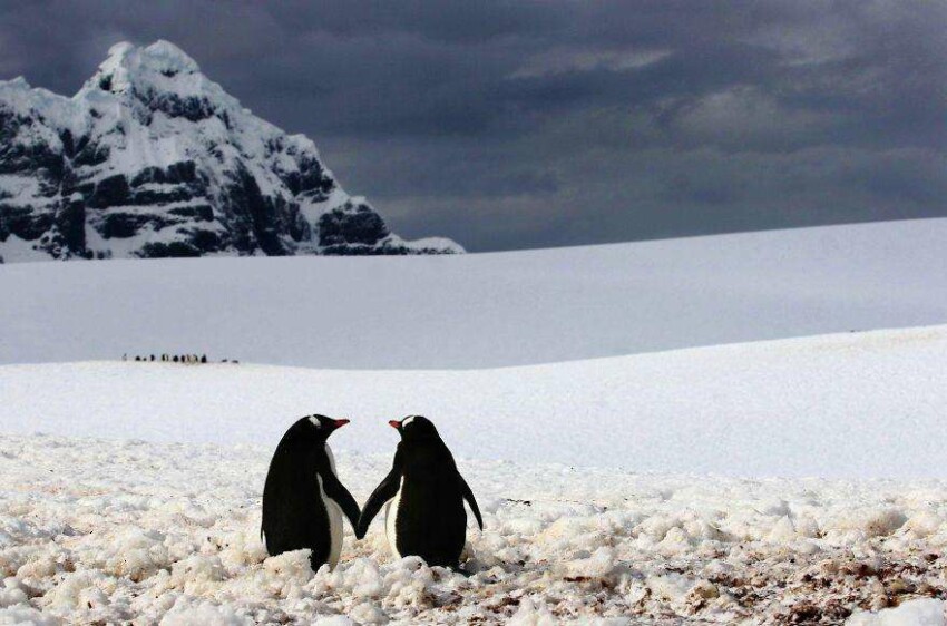 Пингвины идут рука об руку