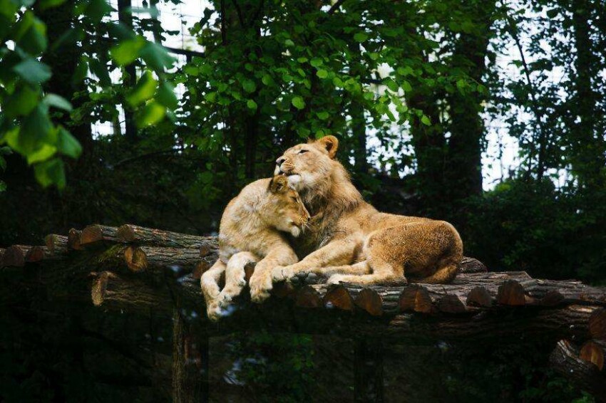 Влюбленные львы