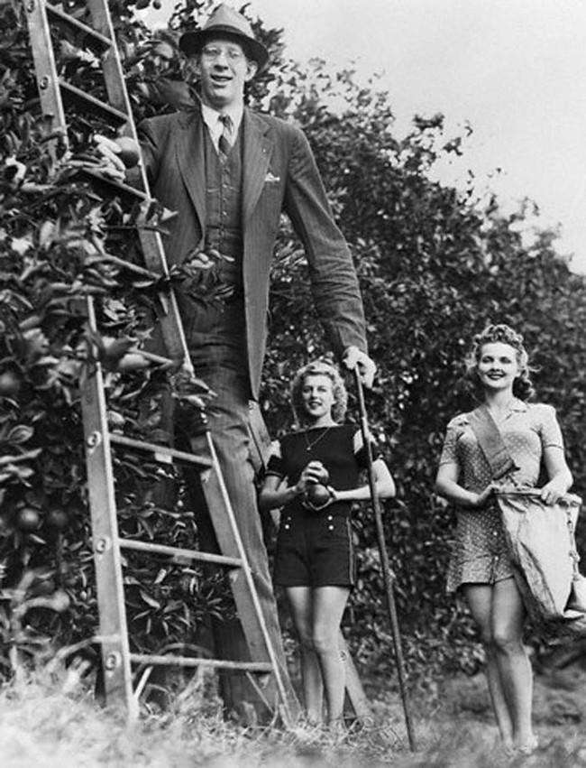 Tallest Man Harvesting Limes Роберт Вэдлоу - самый высокий человек в истории - 9