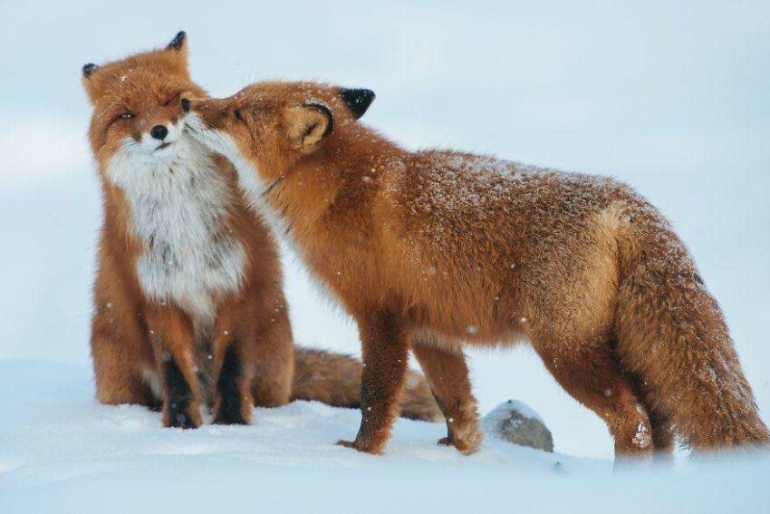 Влюбленные лисицы
