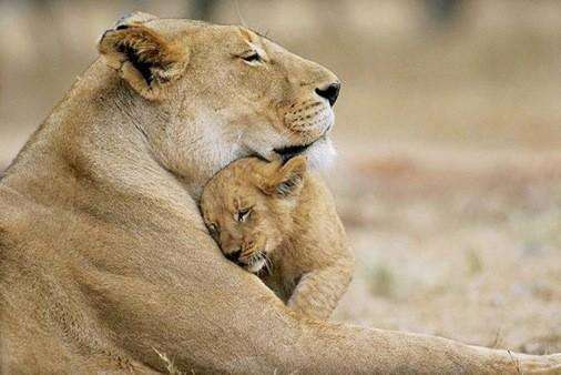Любимая мамочка - 20 фотографий матерей из мира животных
