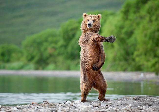 27 забавных животных, танцующих лучше, чем большинство людей