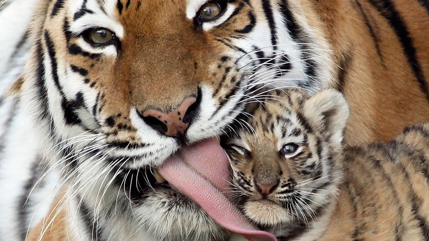фотографий матерей из мира животных