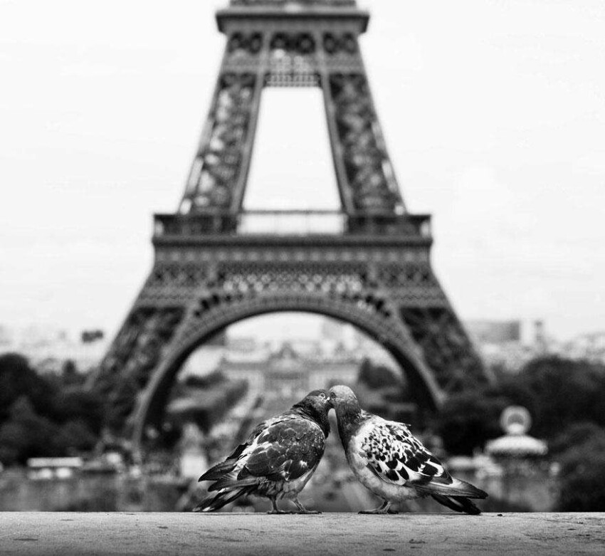 Голубки в Париже