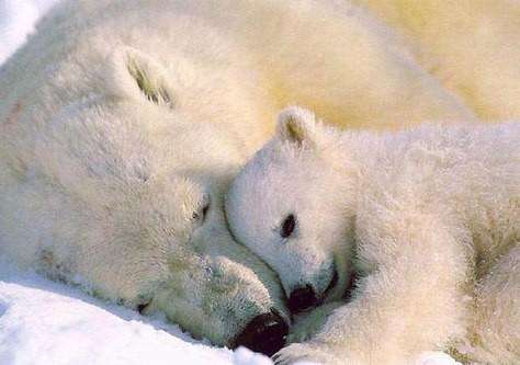 Совет от белых медведей: держи детей в тепле