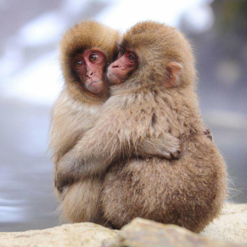 Семейная пара обезьян