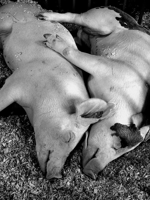 Пара спящих свинок