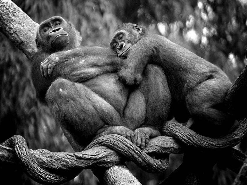 Семейная пара горилл