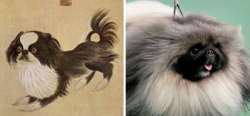 Фото: породы собак 100 лет назад и сейчас
