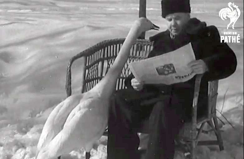 Лебедь Борька и человек Павел - Вирусный ролик 1959 года