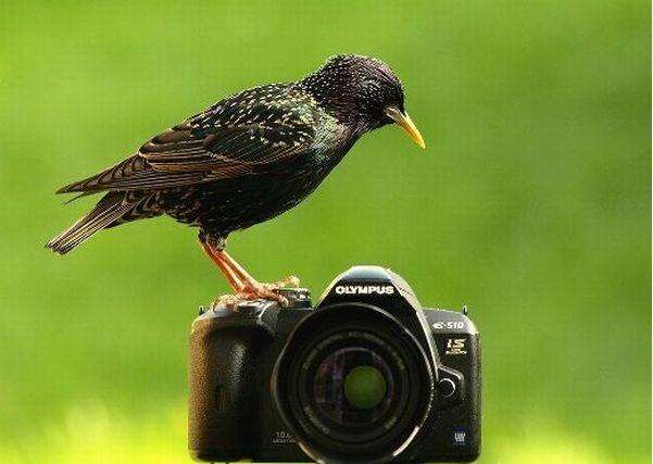 животные фотографы