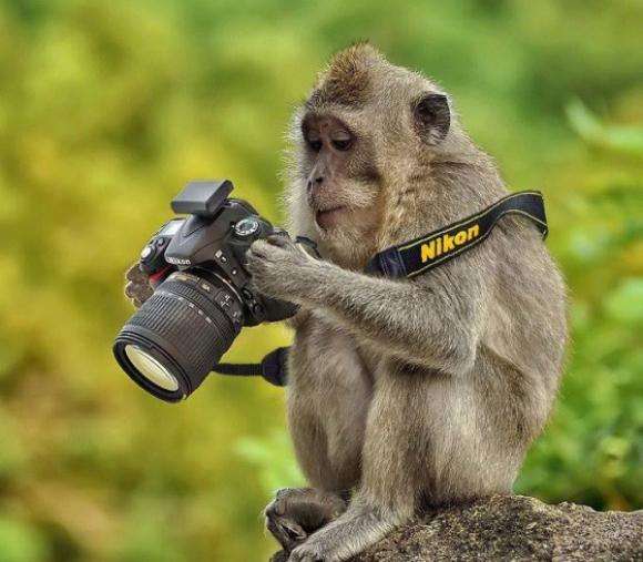 Разрыв шаблона: 22 зверюшки, осваивающих профессию фотографа дикой природы
